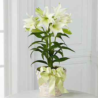 The Easter Lily Plant
