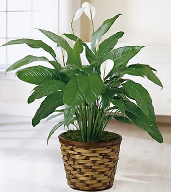 The Spathiphyllum Plant - 6\"
