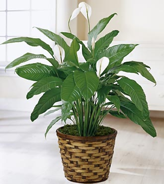 The Spathiphyllum Plant - 6\"