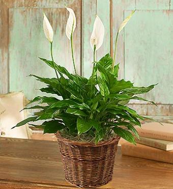 Spathiphyllum Plant for Sympathy - 8\" inch