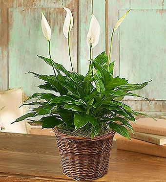 Spathiphyllum Plant for Sympathy - 8\" inch